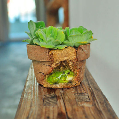 Cute sleeping frog succulent planter for sale